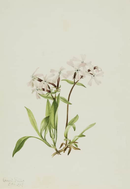 Mary Vaux Walcott Carolina-Leimkraut Kunstkopie, blassrosa Blüten über langen grünen Blättern