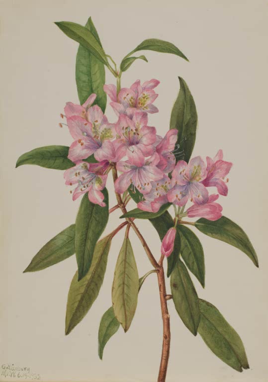 Mary Vaux Walcott Carolina-Rhododendron Kunstkopie, Zweig mit rosa Blütendolde und dunkelgrünen Blättern