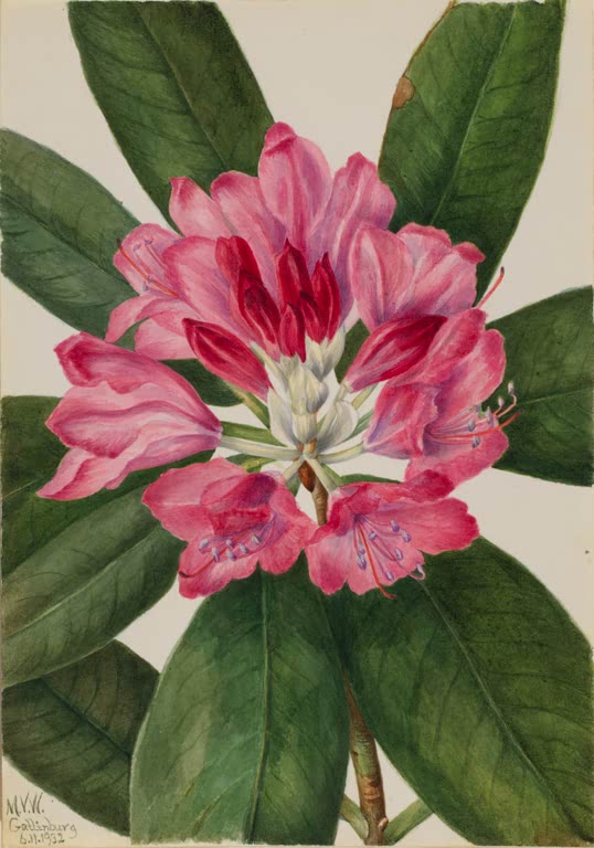 Mary Vaux Walcott Catawba-Rhododendron Kunstkopie, rosa Rhododendronblüten über großen dunkelgrünen Blättern