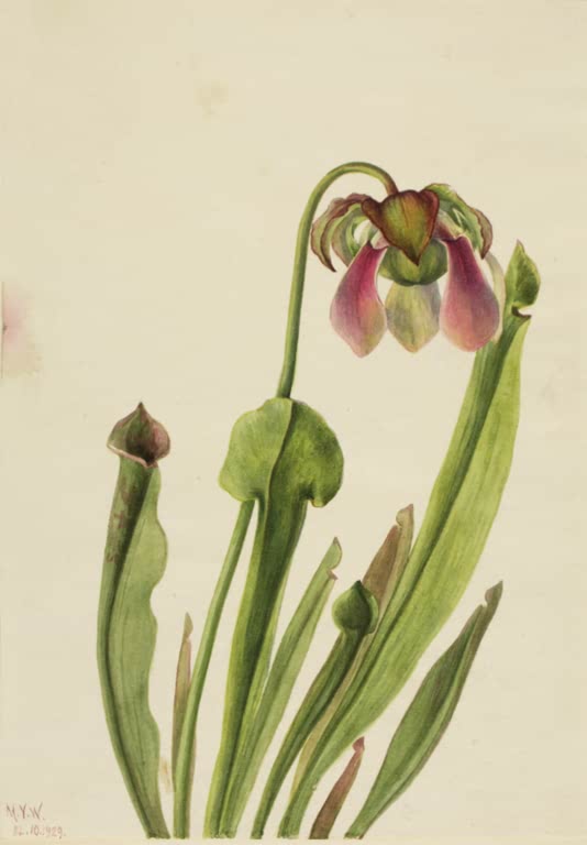 Mary Vaux Walcott Catesby-Schlauchpflanze Kunstkopie, grüne Schlauchblätter mit nickender rosa Blüte