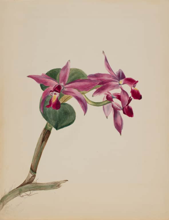 Mary Vaux Walcott Cattleya Kunstkopie, drei magentafarbene Orchideenblüten an bogenförmigem Zweig mit dunkelgrünen Blättern