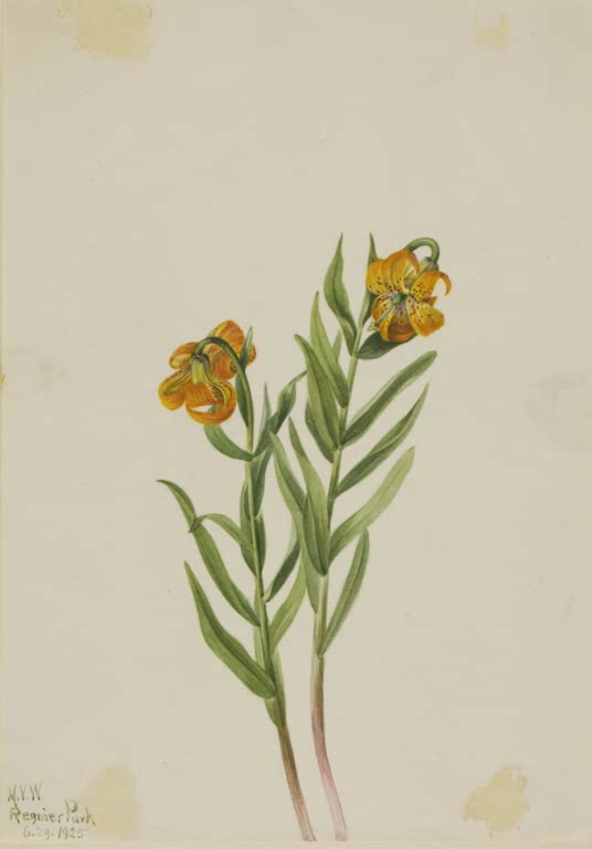 Mary Vaux Walcott Columbia-Lilie Kunstkopie, zwei Pflanzen mit nickenden orangegelben Lilienblüten