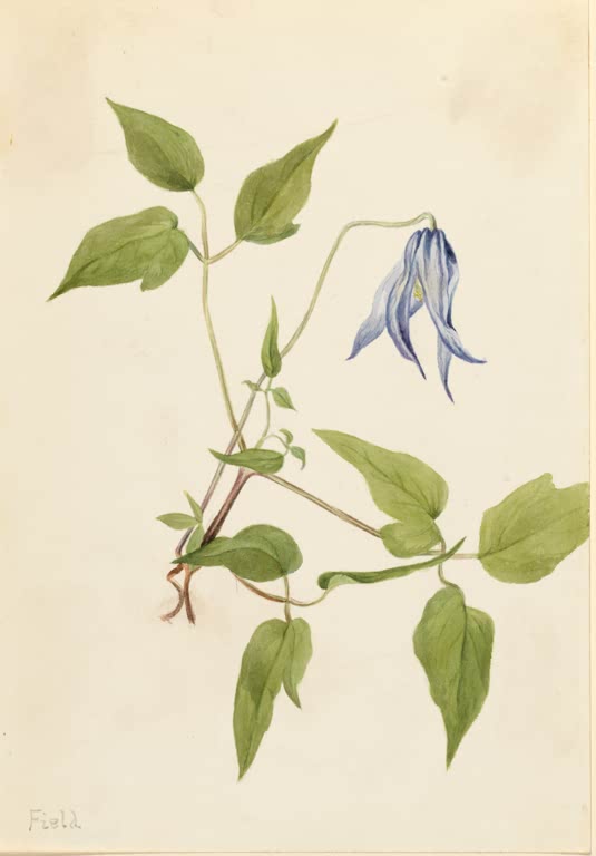 Mary Vaux Walcott Columbia-Waldrebe Kunstkopie, nickende blaue Blüte an einem rankenden Zweig