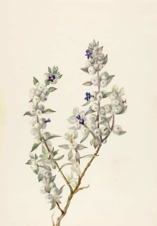 Mary Vaux Walcott Death-Valley-Salbei Kunstkopie, wolliger Zweig mit kleinen dunkelblauen Blüten auf hellem Papier