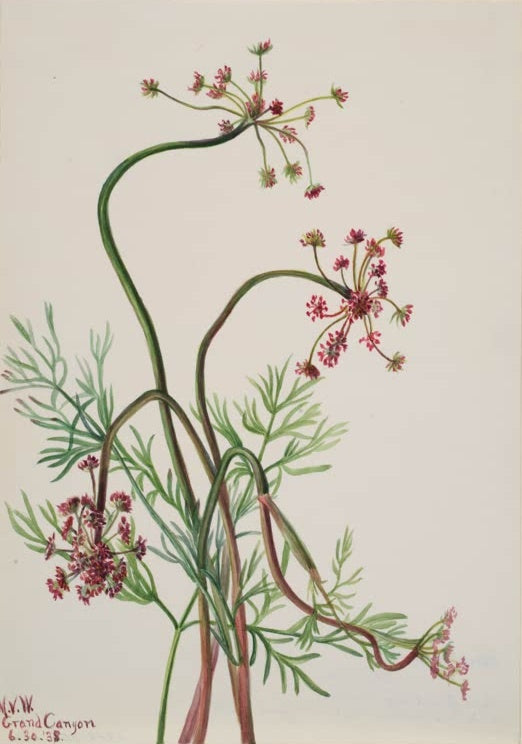 Mary Vaux Walcott Doldengewächs Kunstkopie, Stängelbögen mit roten Blütendolden und Fiederlaub