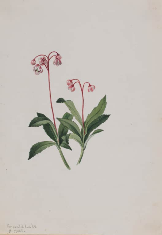 Mary Vaux Walcott Doldiges Winterlieb Kunstkopie, zwei Pflanzen mit nickenden rosa Blütenköpfchen