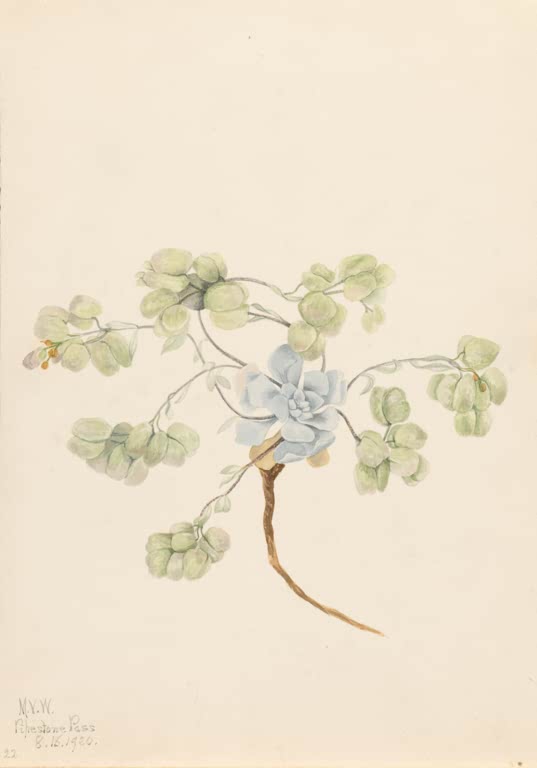 Mary Vaux Walcott Doppel-Blasenschote Kunstkopie, eine flach wachsende Pflanze mit silbrig-grünen, blasenartigen Schoten