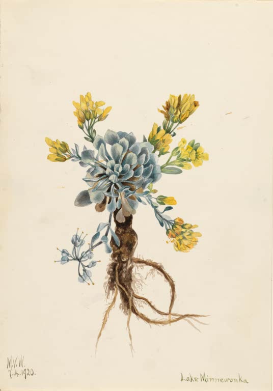 Mary Vaux Walcott Doppelte Blasenschote Kunstkopie, blaugraue Blattrosette, gelbe Blüten und Wurzelwerk
