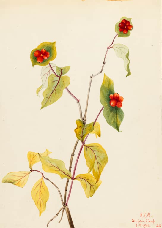 Mary Vaux Walcott Douglas-Geißblatt, Fruchtzweig Kunstkopie, Zweig mit roten Beerengruppen in grünen Hüllen