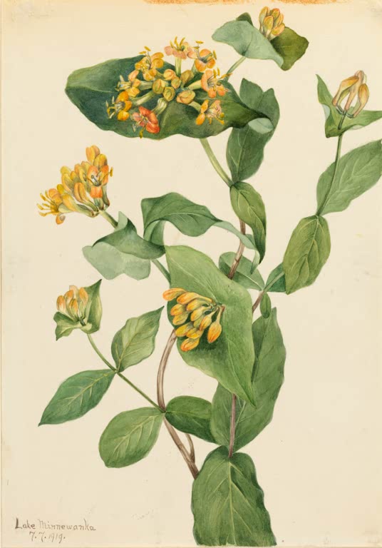 Mary Vaux Walcott Douglas-Heckenkirsche Kunstkopie, orangegelbe Röhrenblüten in Büscheln zwischen großen grünen Blättern
