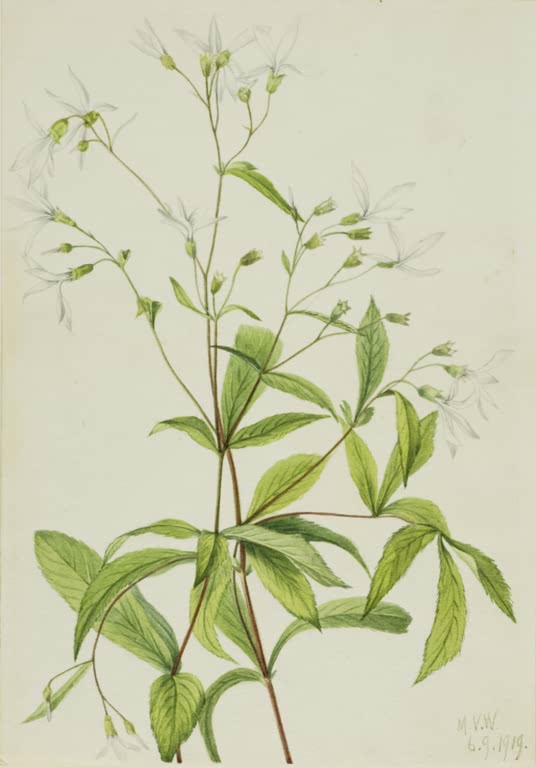 Mary Vaux Walcott Dreiblättrige Gillenie Kunstkopie, verzweigter Stängel mit weißen Sternblüten und gezähnten grünen Blättern
