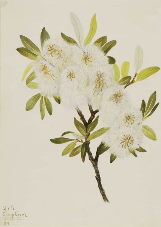 Mary Vaux Walcott Drummond-Weide Kunstkopie, Weidenzweig mit weißen flauschigen Kätzchen und olivgrünen Blättern