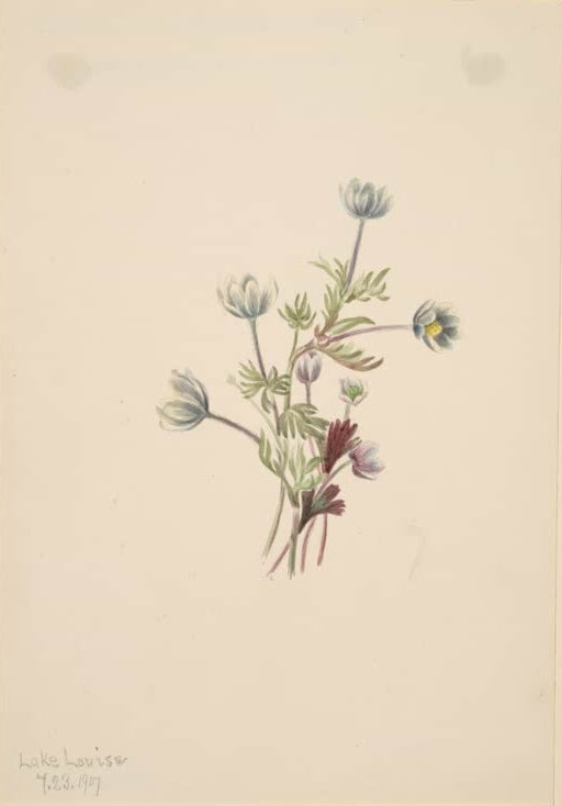 Mary Vaux Walcott Drummonds Anemone Kunstkopie, kleine bläulich weiße Blüten an dünnen Stielen