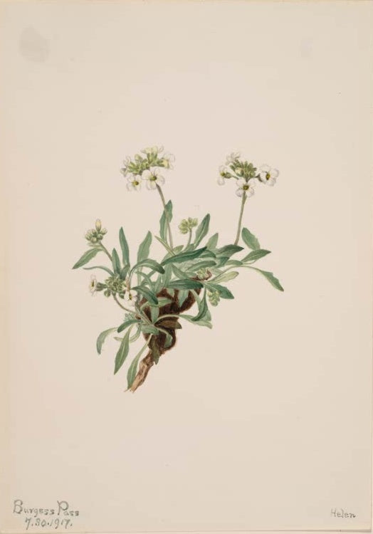 Mary Vaux Walcott Drummonds Gänsekresse Kunstkopie, Gebirgspflanze mit weißen Blütendolden und graugrünen Blättern