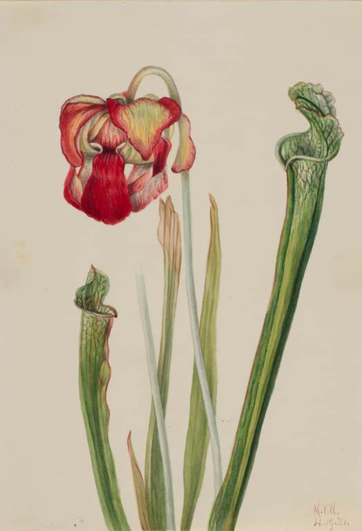 Mary Vaux Walcott Drummonds Schlauchpflanze Kunstkopie, rote Blüte und hohe grüne Fangschläuche einer Schlauchpflanze