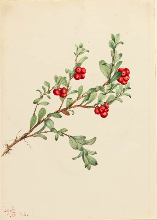 Mary Vaux Walcott Echte Bärentraube Kunstkopie, liegender Zweig mit leuchtend roten Beeren