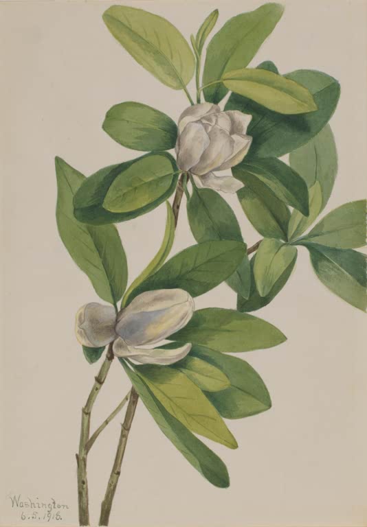 Mary Vaux Walcott Echte Sumpfmagnolie Kunstkopie, zwei cremeweiße Magnolienblüten zwischen großen ovalen graugrünen Blättern