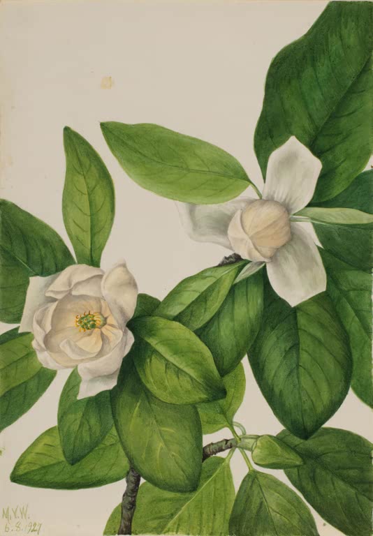 Mary Vaux Walcott Sumpfmagnolie Kunstkopie, zwei weiße Magnolienblüten zwischen glänzend grünen Blättern