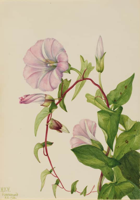 Mary Vaux Walcott Echte Zaunwinde Kunstkopie, rosa Trichterblüten und Knospen zwischen herzförmigen Blättern