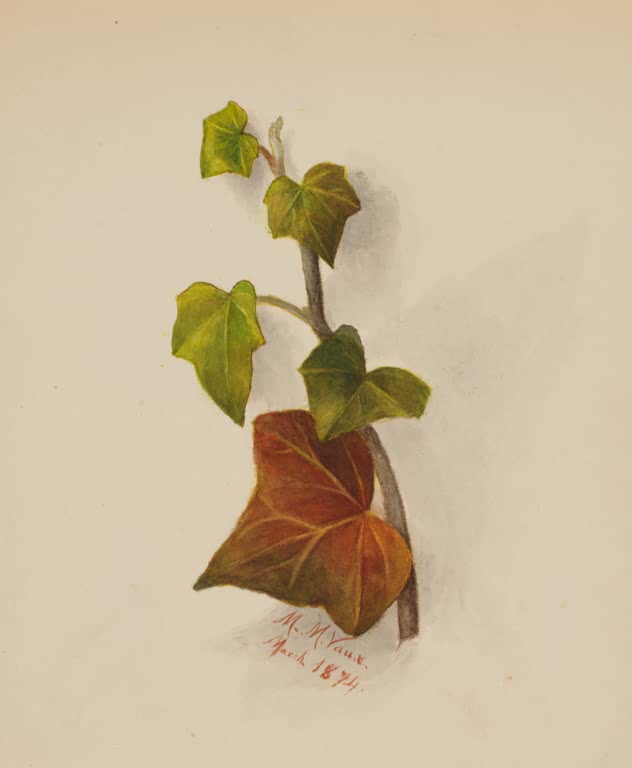 Mary Vaux Walcott Efeuranke Kunstkopie, Efeuranke mit grünen Blättern und einem großen rotbraunen Blatt