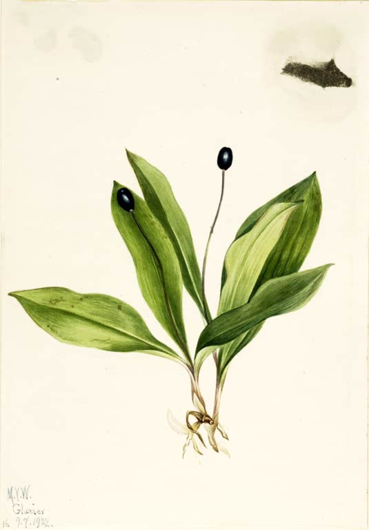 Mary Vaux Walcott Einblütige Clintonie mit Frucht Kunstkopie, zwei schwarzblaue Beeren über glänzend grünen Blättern