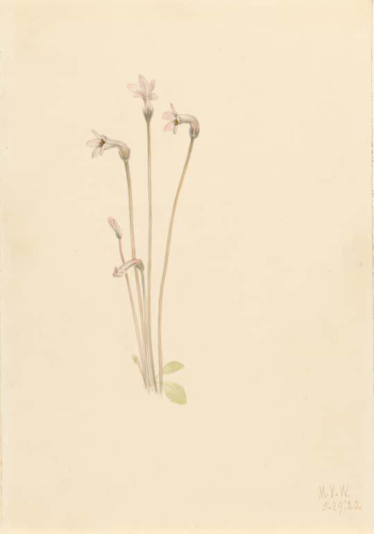 Mary Vaux Walcott Einblütige Sommerwurz Kunstkopie, blassrosa Blüten an schlanken gebogenen Stängeln