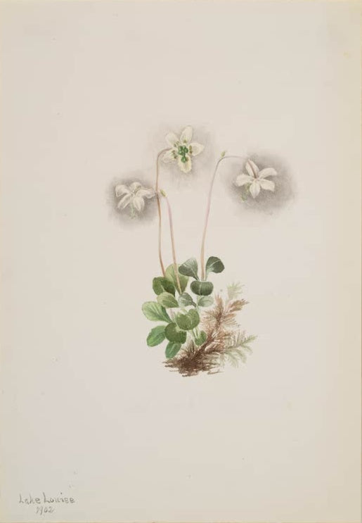 Mary Vaux Walcott Einblütiges Wintergrün Kunstkopie, drei weiße nickende Blüten über runden Blättern
