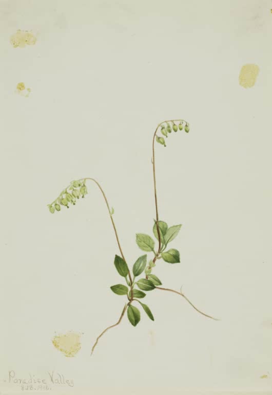 Mary Vaux Walcott Einseitswendiges Wintergrün Kunstkopie, zwei Stiele mit hängenden, hellgrünen Blütenglöckchen