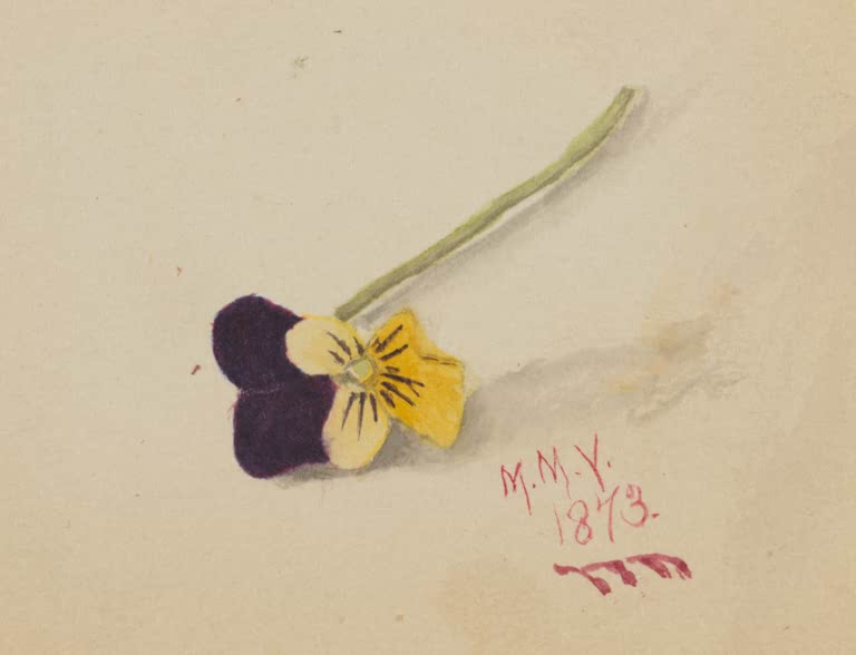 Mary Vaux Walcott Einzelnes Stiefmütterchen Kunstkopie, einzelnes dunkelviolettes und gelbes Stiefmütterchen mit grünem Stiel