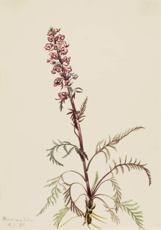 Mary Vaux Walcott Elefantenkopf-Läusekraut Kunstkopie, Läusekraut mit rosaroter Blütenähre und fein gefiederten Blättern