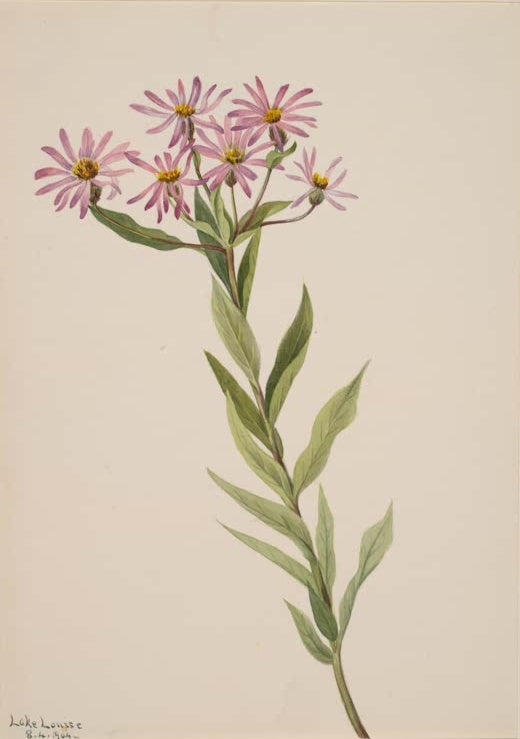 Mary Vaux Walcott Engelmanns Aster Kunstkopie, rosa Asternblüten mit gelber Mitte am grünen Stängel