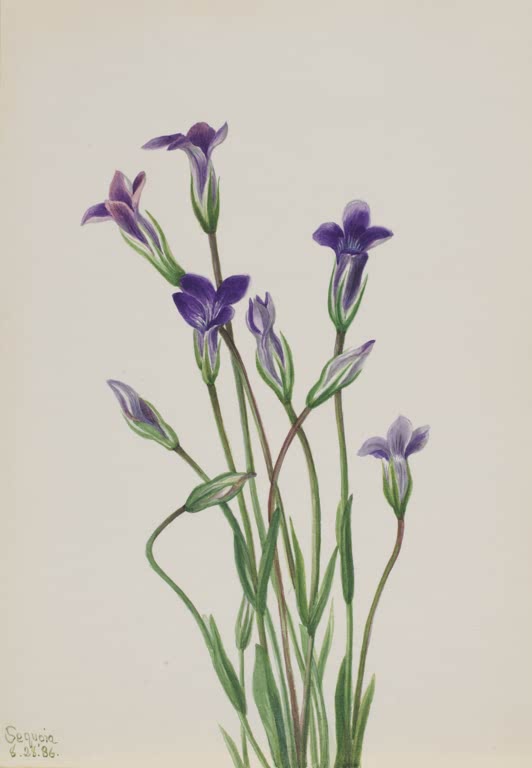 Mary Vaux Walcott Enzian Kunstkopie, violette Enzianblüten und Knospen an schlanken Stielen