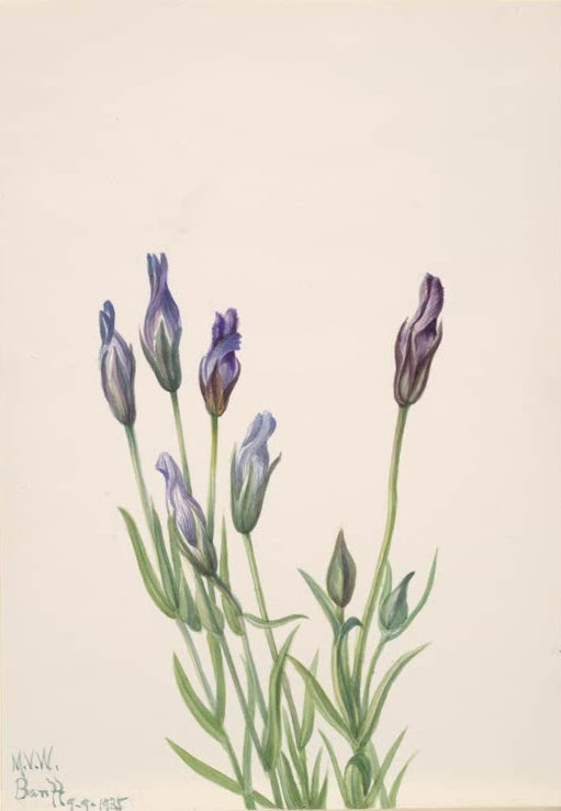 Mary Vaux Walcott Enzian Kunstkopie, aufrechte blauviolette Knospen an schlanken Stielen