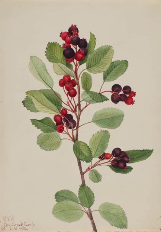 Mary Vaux Walcott Erlenblättrige Felsenbirne Kunstkopie, Zweig mit roten und violetten Beeren