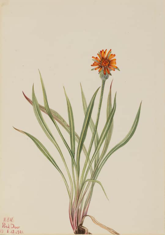 Mary Vaux Walcott Falscher Löwenzahn Kunstkopie, einzelne orangerote Blüte auf schlankem Stiel über schmalen grünen Blättern