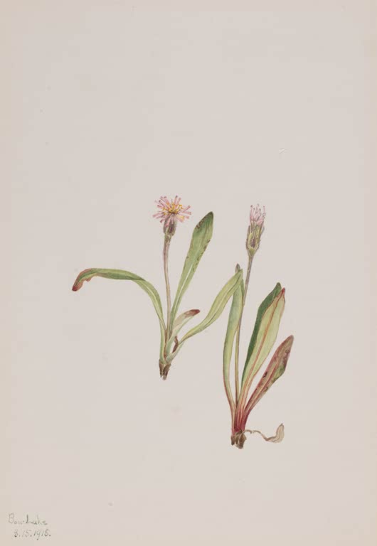 Mary Vaux Walcott Falscher Löwenzahn Kunstkopie, zwei kleine Pflanzen mit rosa Korbblüten