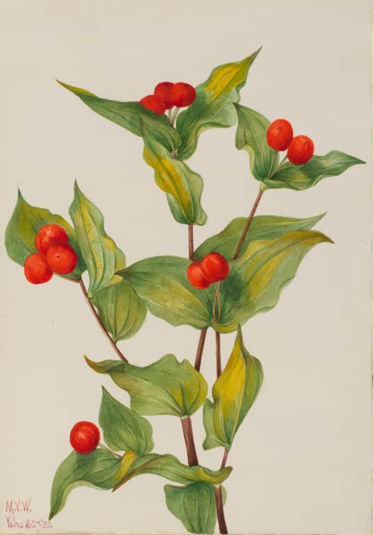 Mary Vaux Walcott Feenglöckchen Kunstkopie, Zweig mit leuchtend roten Beeren und welligen gelbgrünen Blättern