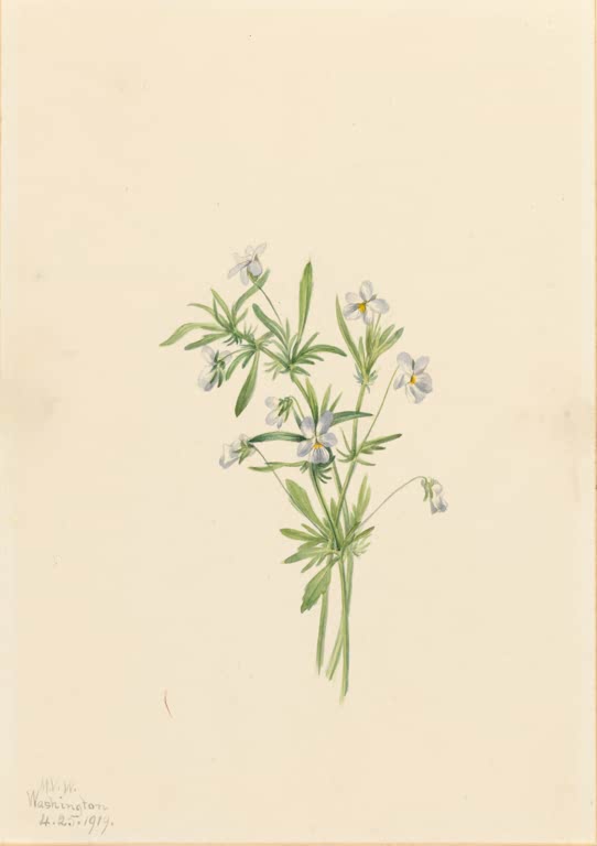 Mary Vaux Walcott Feldveilchen Kunstkopie, kleiner Strauß aus blassblau-weißen Veilchenblüten mit schmalen Blättern