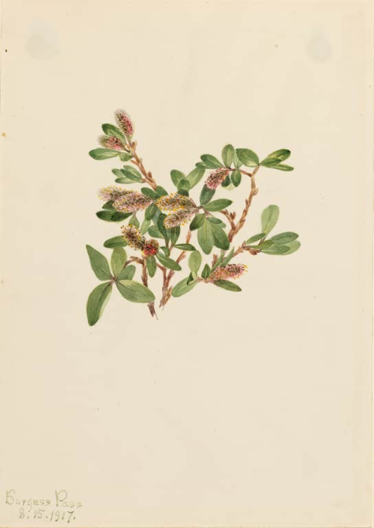 Mary Vaux Walcott Felsen-Weide Kunstkopie, ein kleiner Weidenzweig mit Kätzchen und ovalen grünen Blättern