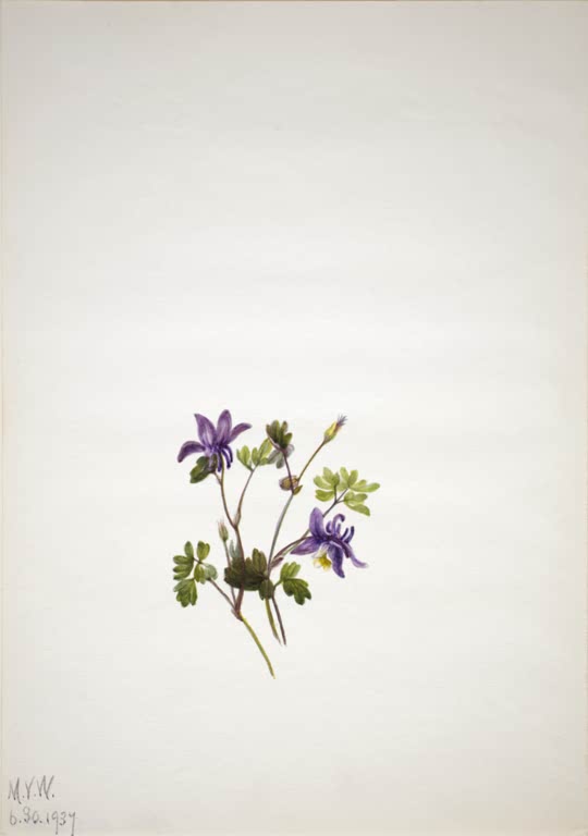Mary Vaux Walcott Felsengebirgs-Akelei Kunstkopie, Zweig mit zwei violetten Akeleiblüten