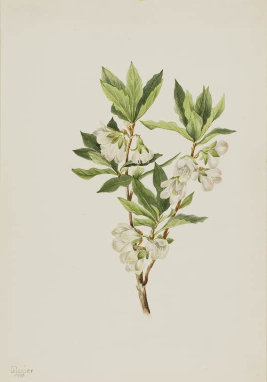 Mary Vaux Walcott Felsengebirgs-Rhododendron Kunstkopie, Zweig mit kleinen weißen Glockenblüten und spitzen grünen Blättern