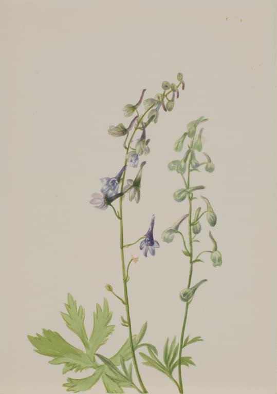 Mary Vaux Walcott Felsengebirgs-Rittersporn Kunstkopie, blaue Blüten und grüne Knospen am Stängel