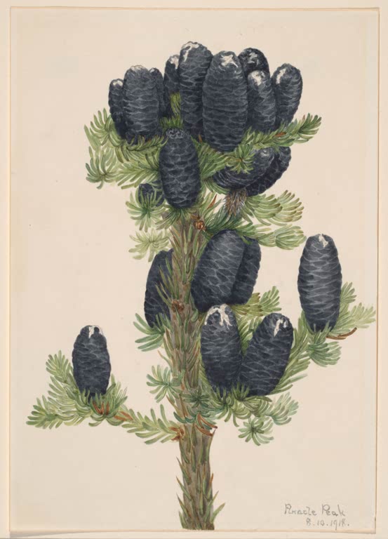 Mary Vaux Walcott Felsengebirgs-Tanne Kunstkopie, Nadelbaumzweig mit vielen aufrechten blauschwarzen Zapfen