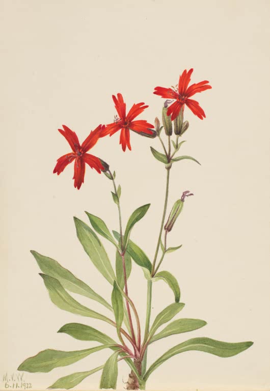 Mary Vaux Walcott Feuer-Leimkraut Kunstkopie, drei leuchtend rote Blüten mit eingeschnittenen Blütenblättern