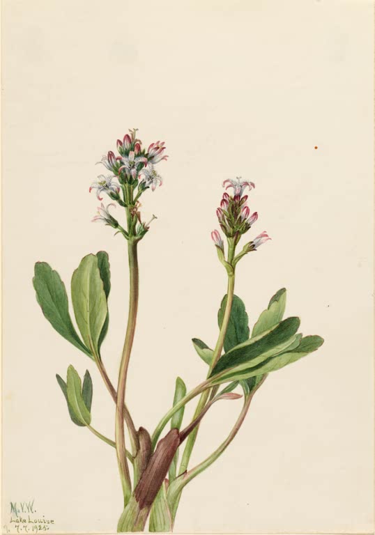 Mary Vaux Walcott Fieberklee Kunstkopie, rosa-weiße gefranste Blüten über dicken Blättern