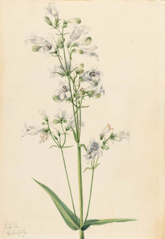 Mary Vaux Walcott Fingerhut-Bartfaden Kunstkopie, hoher Stängel mit vielen weißen Glockenblüten