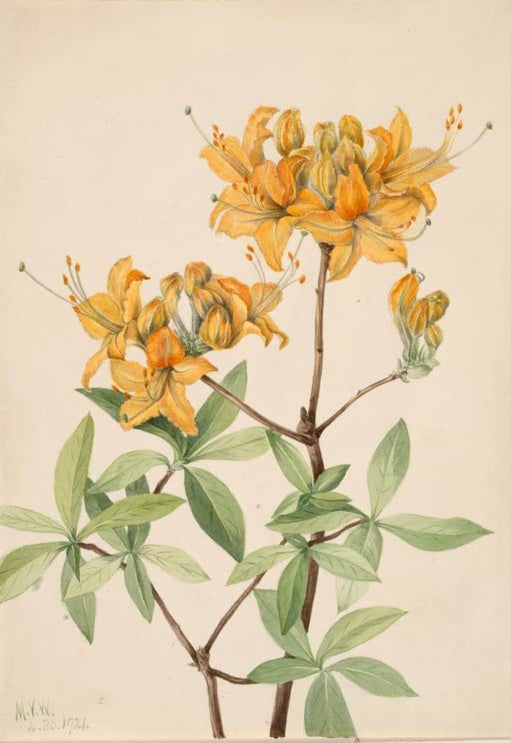Mary Vaux Walcott Flammen-Azalee Kunstkopie, orangegelbe Azaleenblüten mit Knospen an einem Zweig