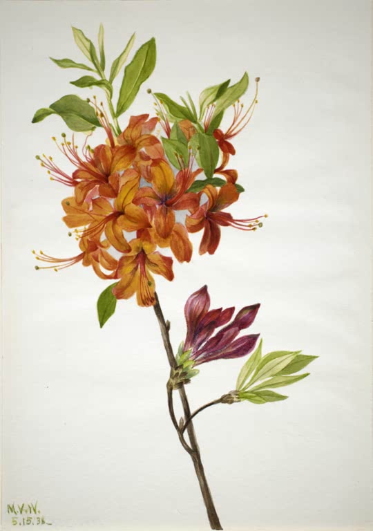 Mary Vaux Walcott Flammenazalee Kunstkopie, orange Blütenbüschel mit langen Staubfäden
