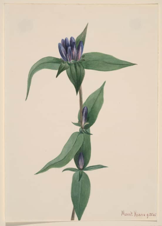 Mary Vaux Walcott Flaschen-Enzian Kunstkopie, blauviolette, geschlossene Blüten zwischen großen grünen Blättern