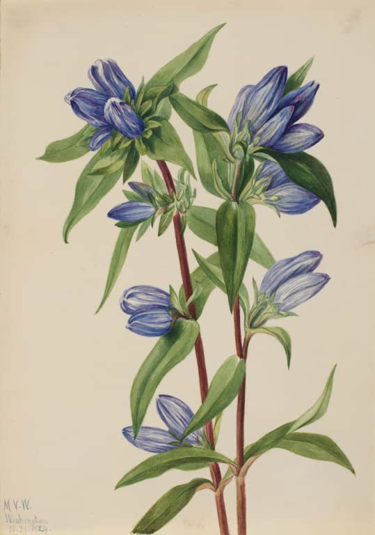 Mary Vaux Walcott Flaschen-Enzian Kunstkopie, blauviolett gestreifte Enzianblüten an roten Stängeln mit grünen Blättern